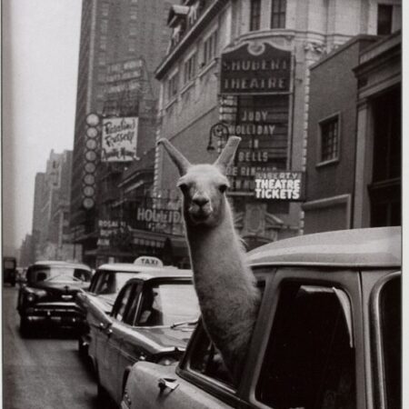 Inge Morath (Austrian-American, 1923-2002), 'Llama in NYC Taxi', 1957 signed silver print / SOLD