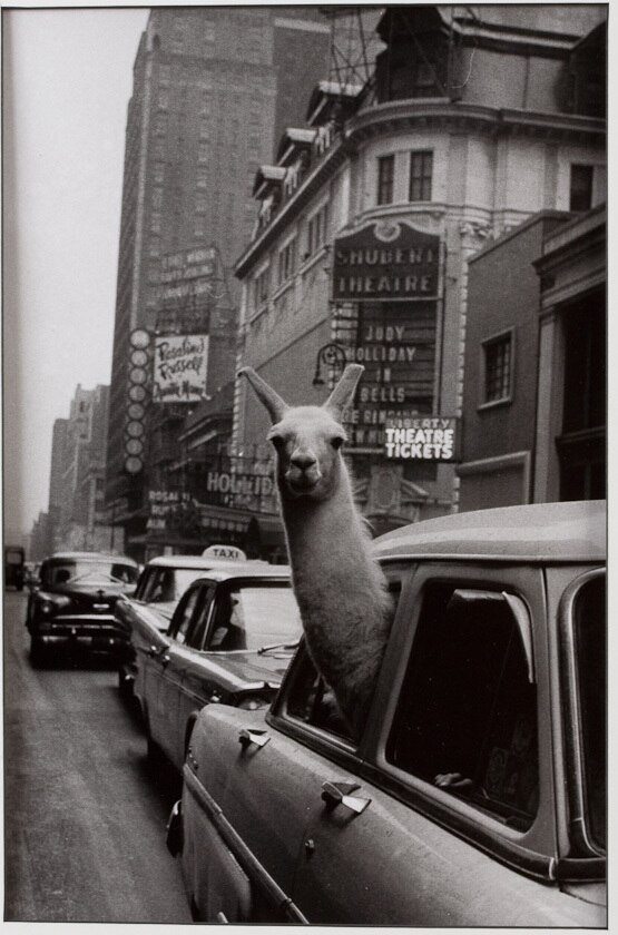 Inge Morath (Austrian-American, 1923-2002), 'Llama in NYC Taxi', 1957 signed silver print / SOLD