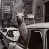 Inge Morath (Austrian-American, 1923-2002), 'Llama in NYC Taxi', 1957 signed silver print / SOLD