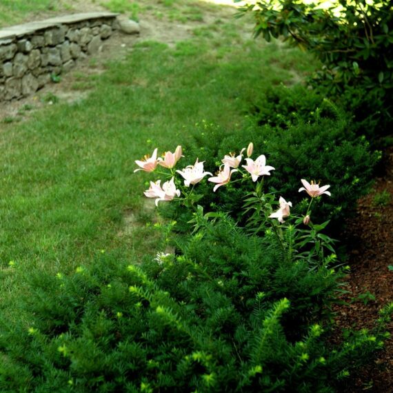 Leica 50/1,2 Noctilux RARE Lens  & Leica caps Mint- / Sold